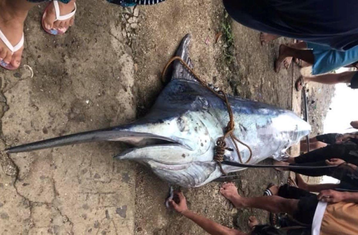 Higanteng blue marlin, nahuli sa Lamon Bay, Quezon province