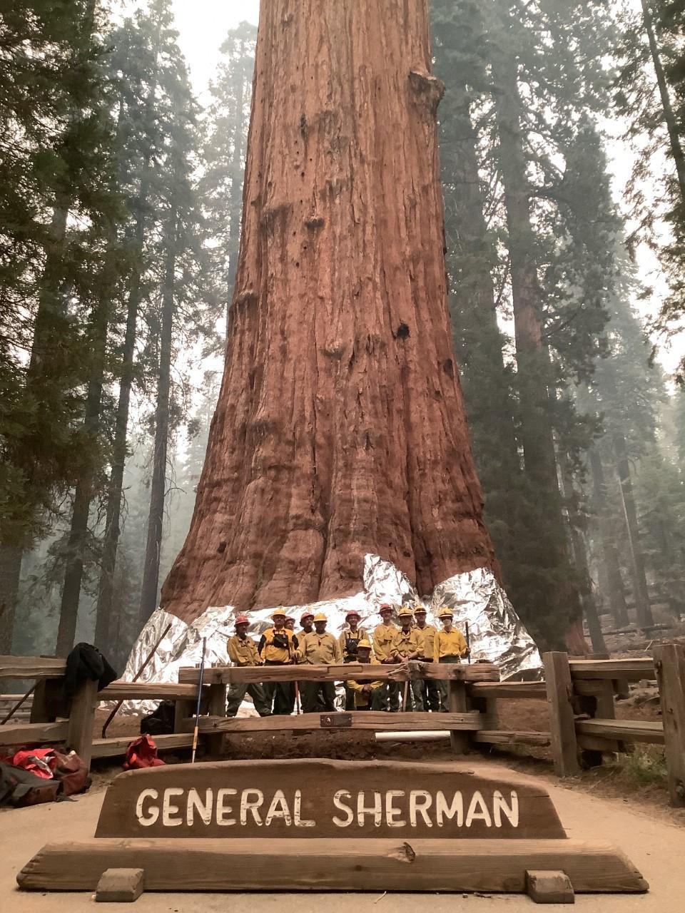 In this picture released by the National Park Service on September 17, 2021, firefighters pose with the historic General Sherman Tree, estimated to be around 2,300 to 2,700 years old, after wrapping it with structural wrap in the Sequoia National Park near Three Rivers California. Firefighters battling to protect the world's biggest tree from wildfires said on September 17 they are optimistic it can be saved. Handout/ National Park Service/ AFP