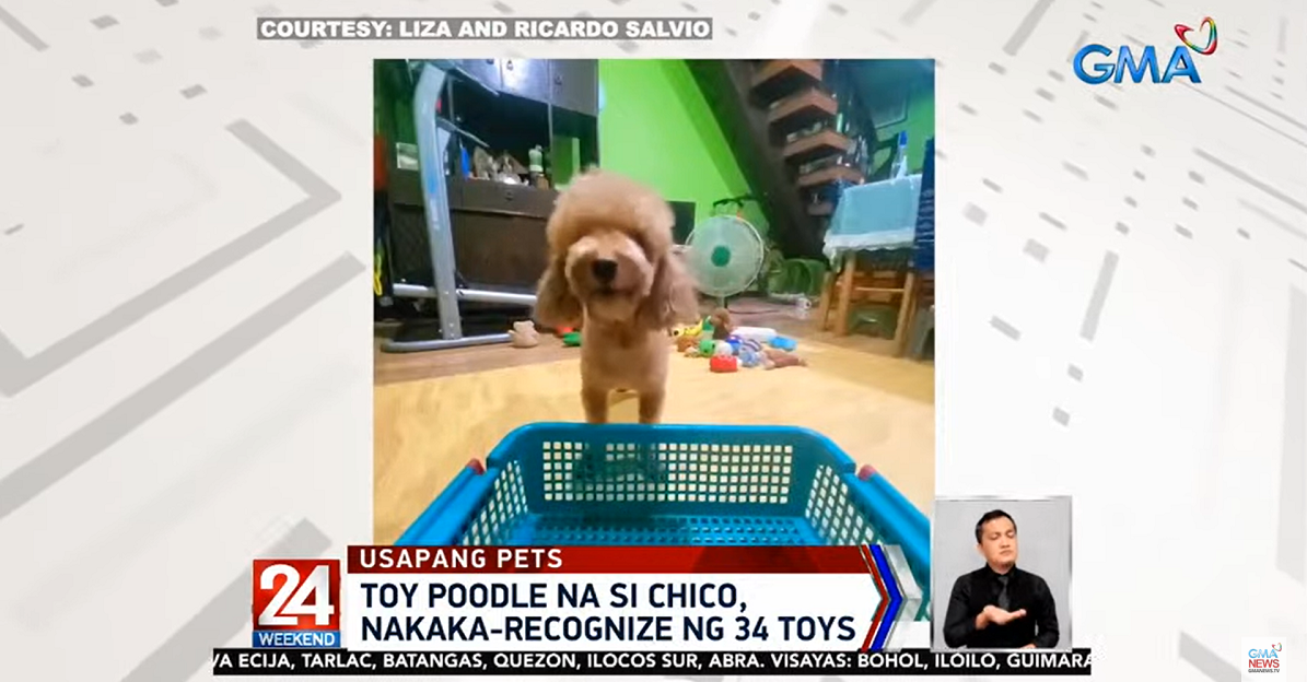 This 4-year-old dog has memorized the names of his 34 toys | GMA News ...