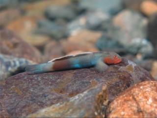 GOBY_FISH | Tracking | GMA News Online