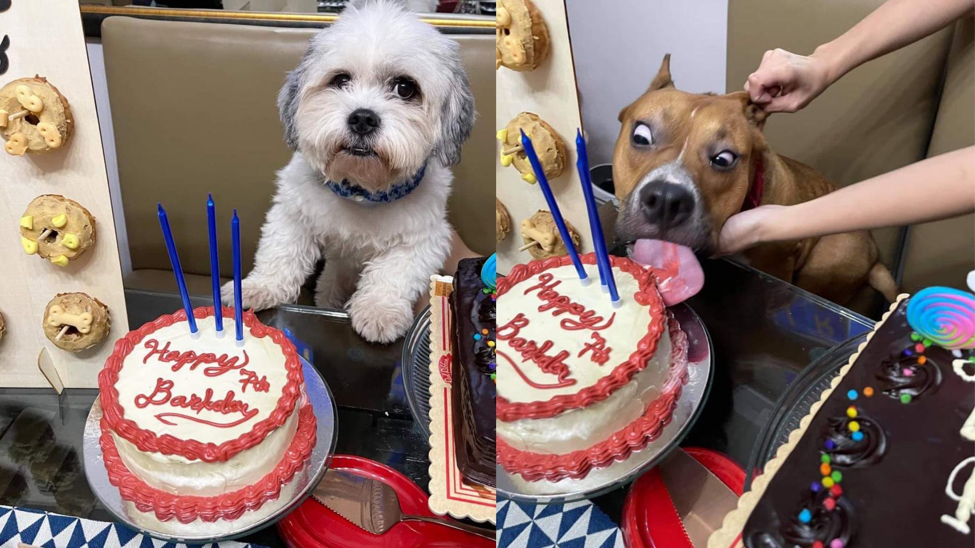 Anjing menjadi viral: American Bully makan kue di depan Shih Tzu, selebran ulang tahun