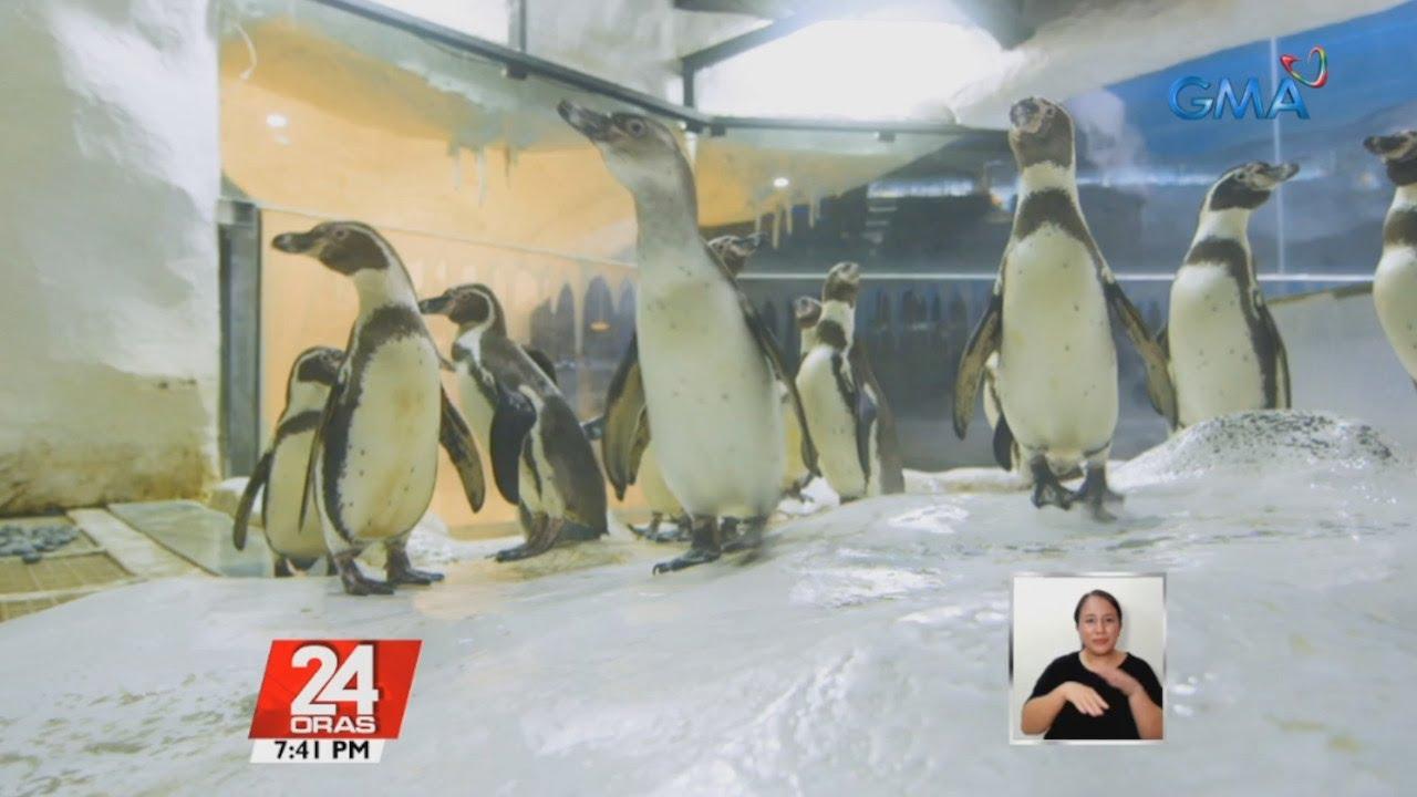 Why do penguins look like they are dancing when walking? Kuya Kim