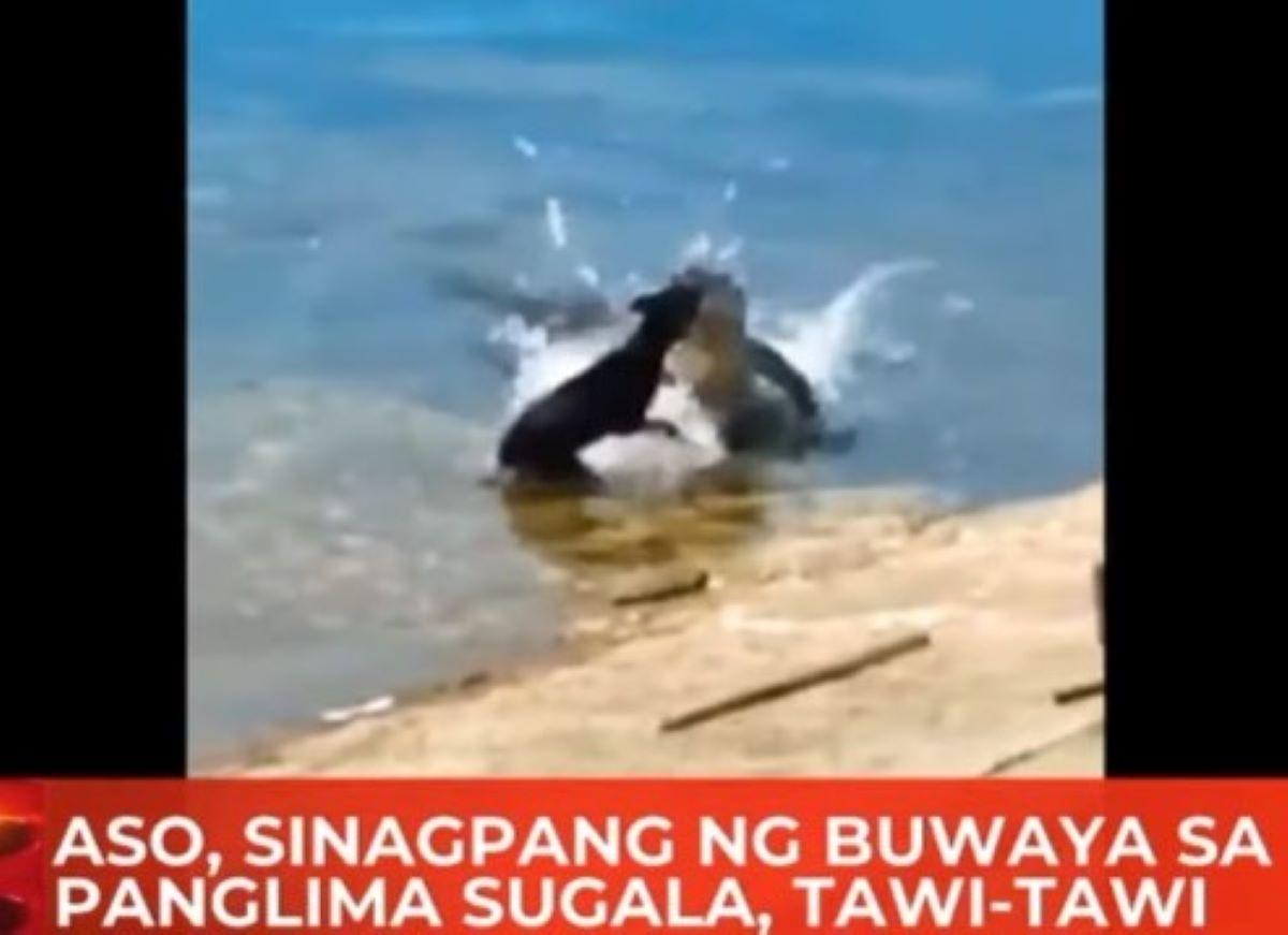 Anjing, diculik buaya di Tawi-Tawi
