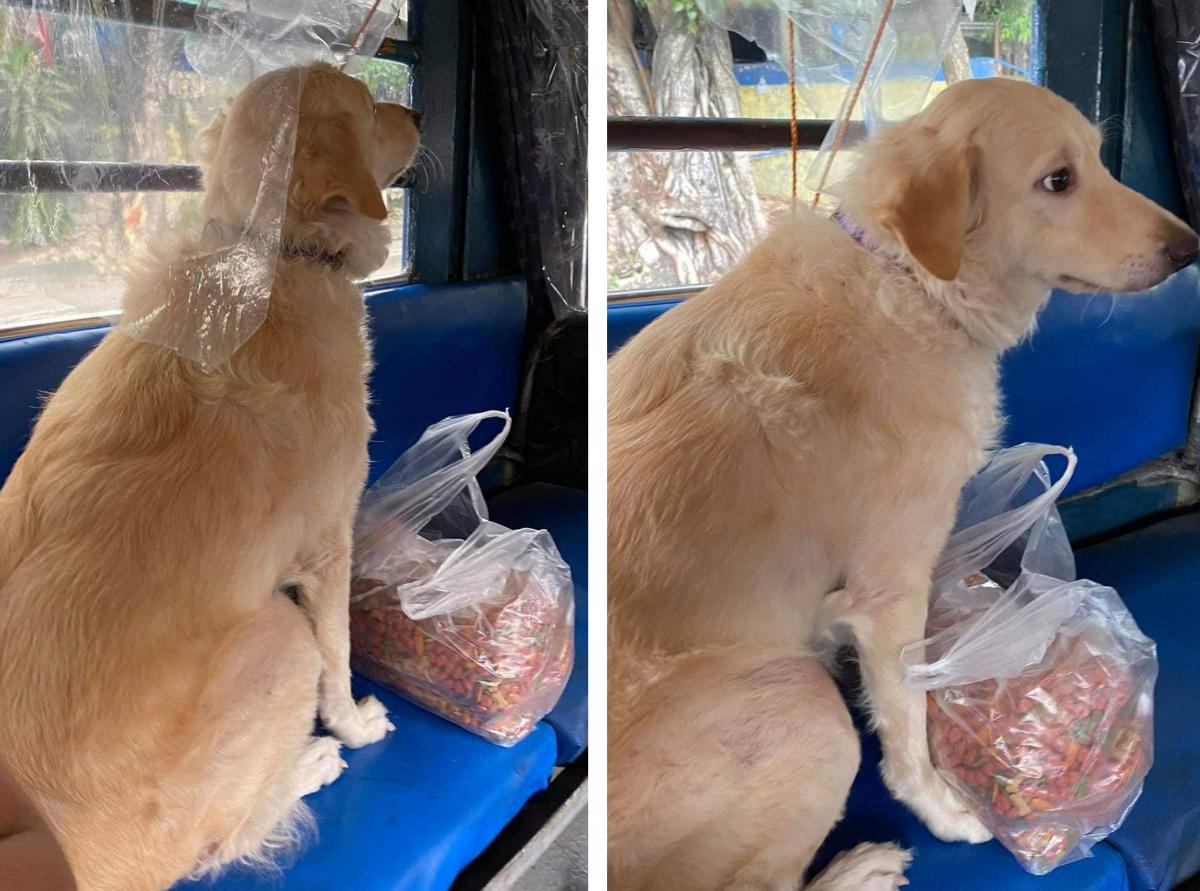 Anjing selalu naik jeep di Mandaluyong, viral online
