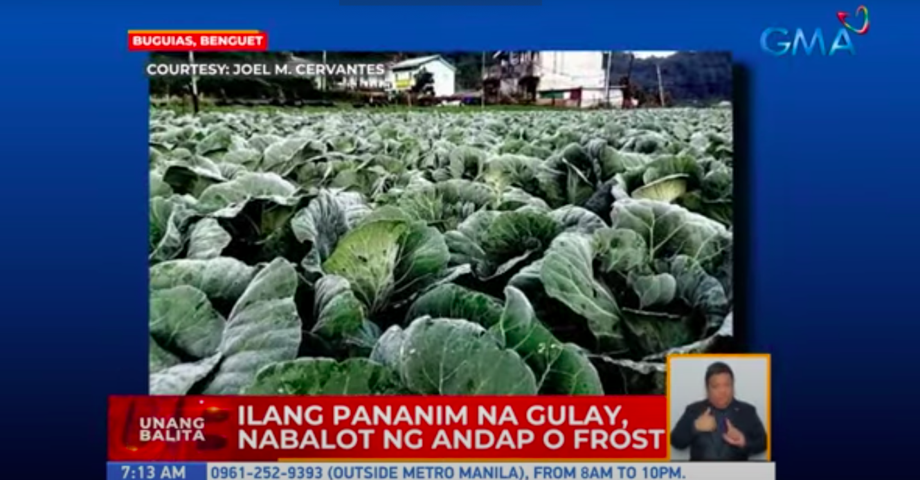 Beberapa tanaman sayuran di Benguet, dibungkus dengan flicker atau frost