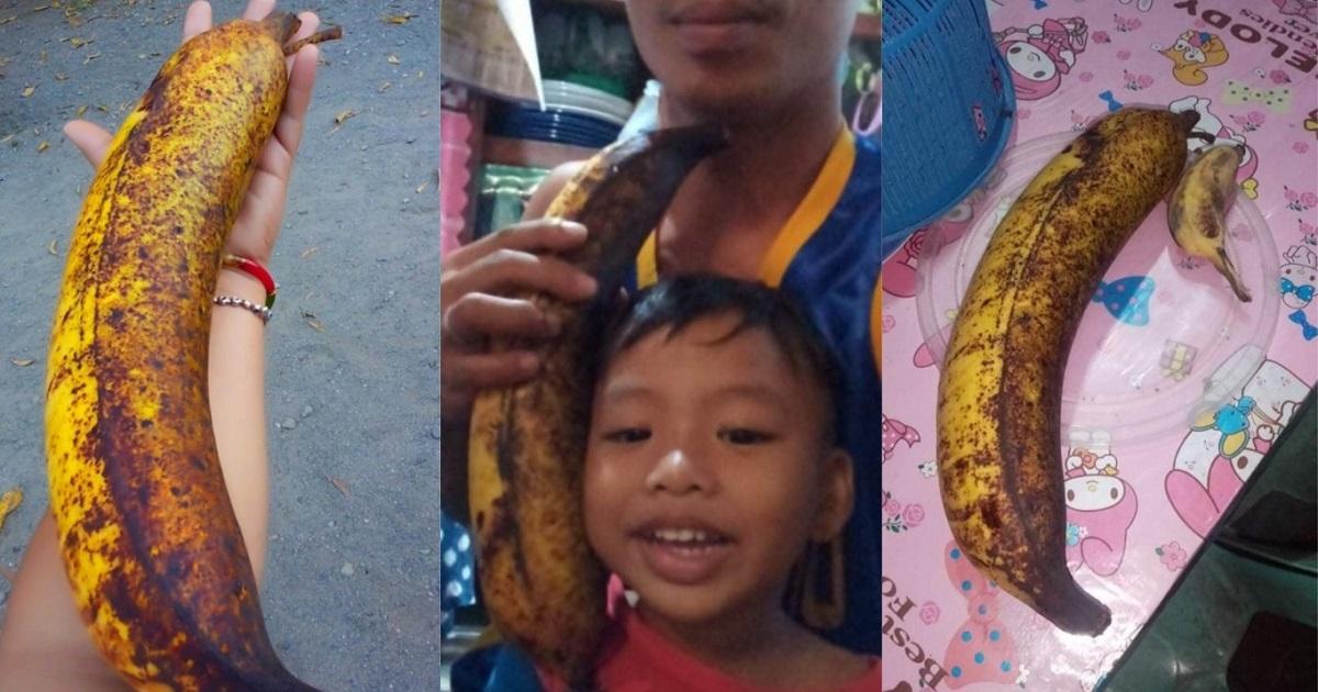 Giant Banana As Big As Half An Arm Grows In Asingan, Pangasinan 