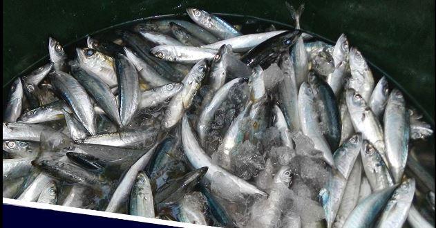 BFAR: 13856 MT of imported galunggong arrives ahead of end of closed fishing in Palawan