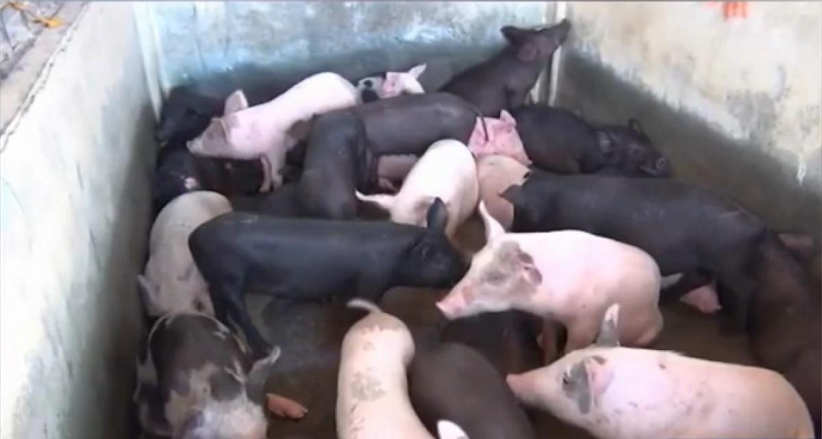 DA menjamin NCR pasokan babi dari Semenanjung Zamboanga untuk memenuhi permintaan liburan