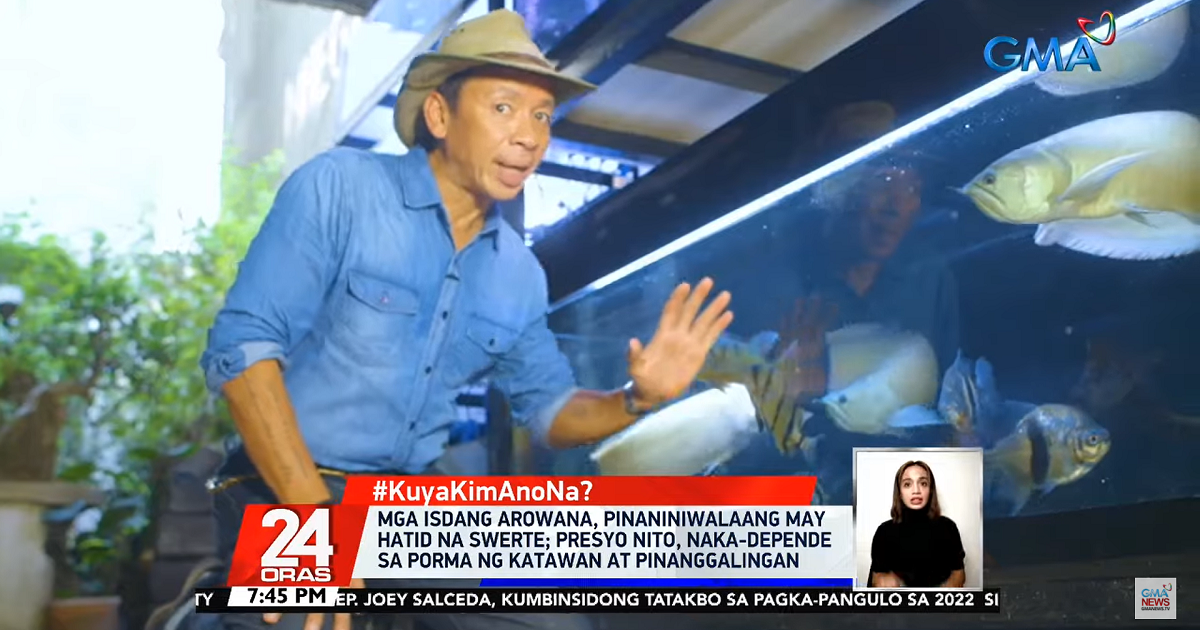 Why Are Arowanas Believed To Bring Good Luck Kuya Kim Answers Gma News Online