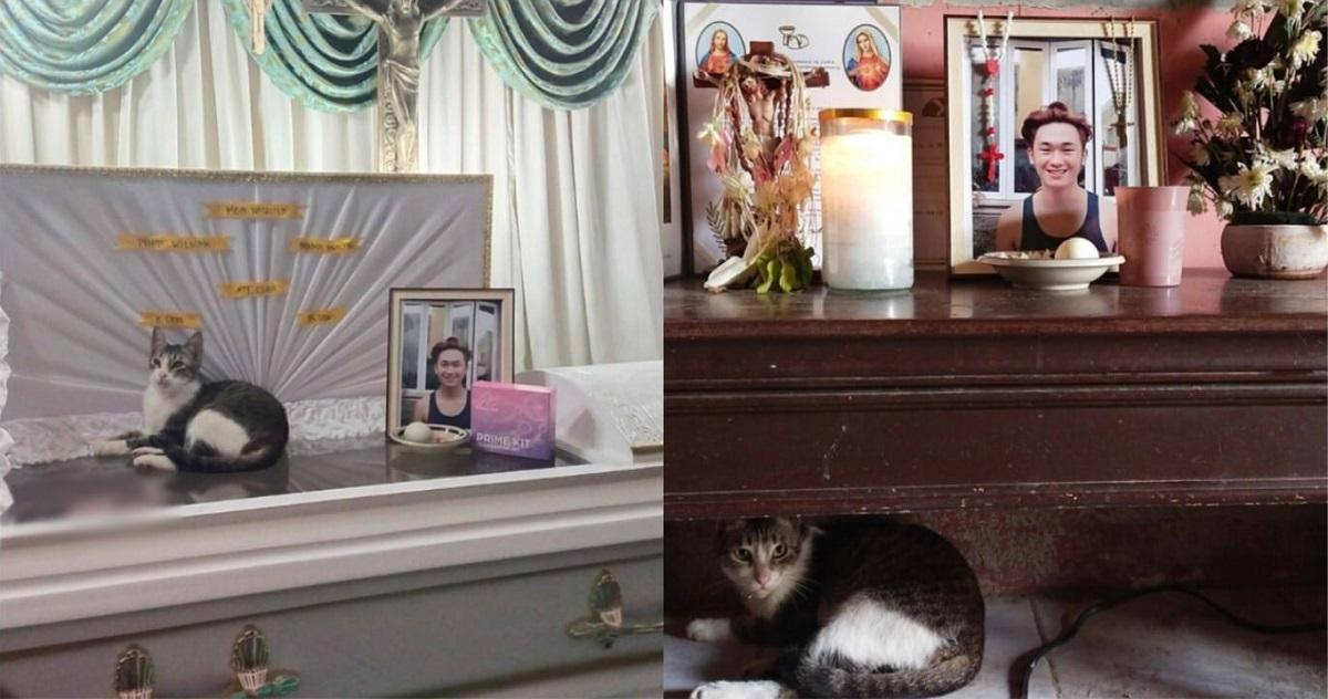Kucing peliharaan menghangatkan hati setelah berada di atas peti mati pemiliknya selama pemakaman Berita GMA Online