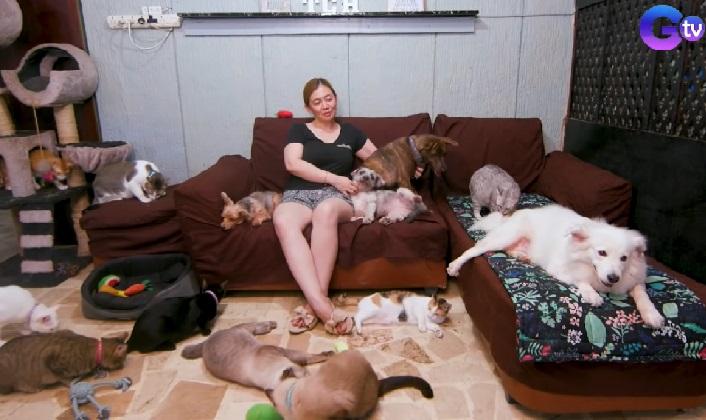 Pasangan di Cavite City, lebih dari 150 kucing dirawat di rumah mereka