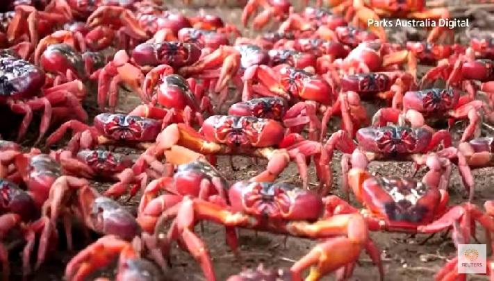 Migrasi kepiting merah yang luar biasa ke Pulau Christmas, Australia, telah dimulai
