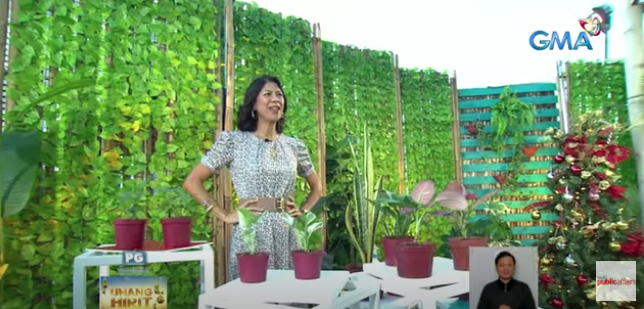 5 tanaman rumah yang beruntung untuk digulung pada tahun 2022 ini Berita GMA Online
