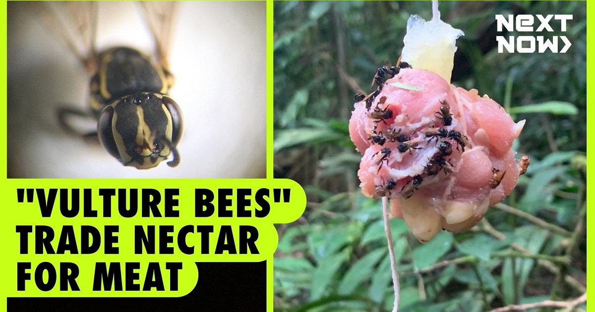 ‘Lebah Hering’ di Kosta Rika mengkonsumsi daging daripada serbuk sari, nektar │ GMA News Online