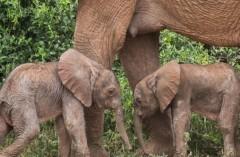 Rare twin elephant births happen in Kenya