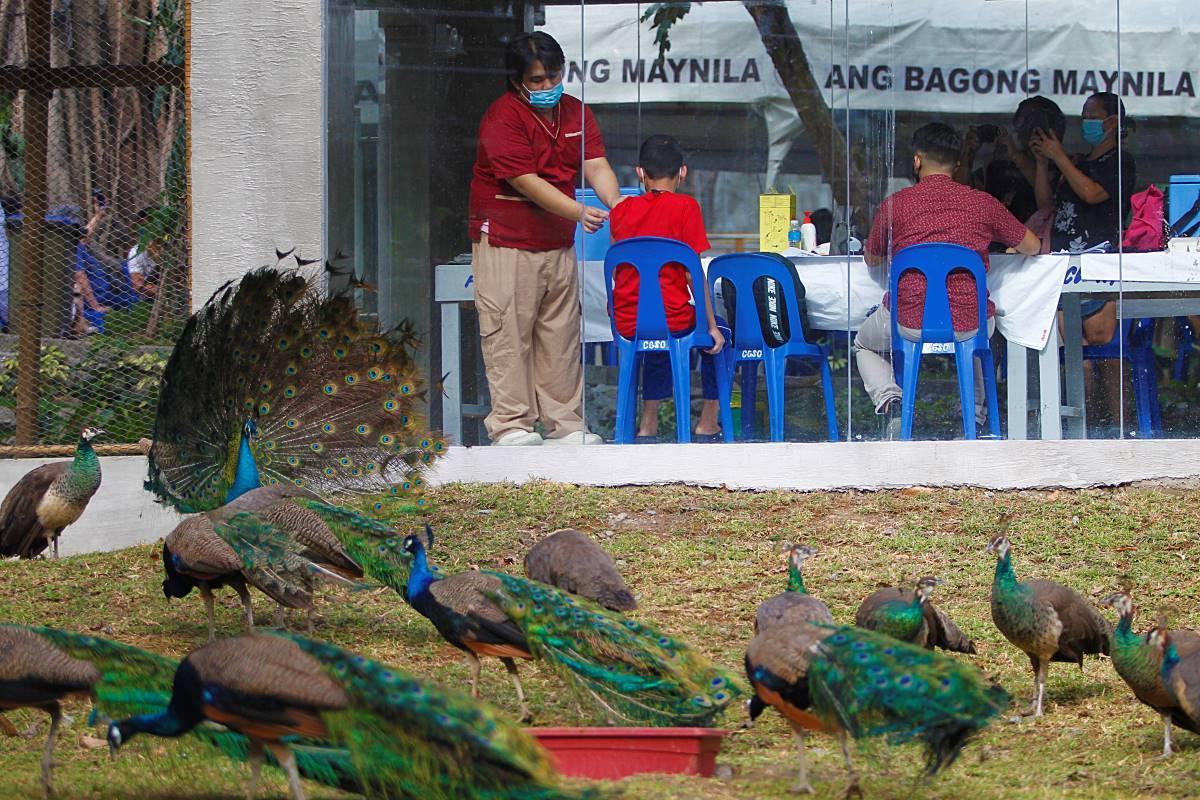 Manila Zoo opens as COVID-19 vaccination site for minors, senior citizens