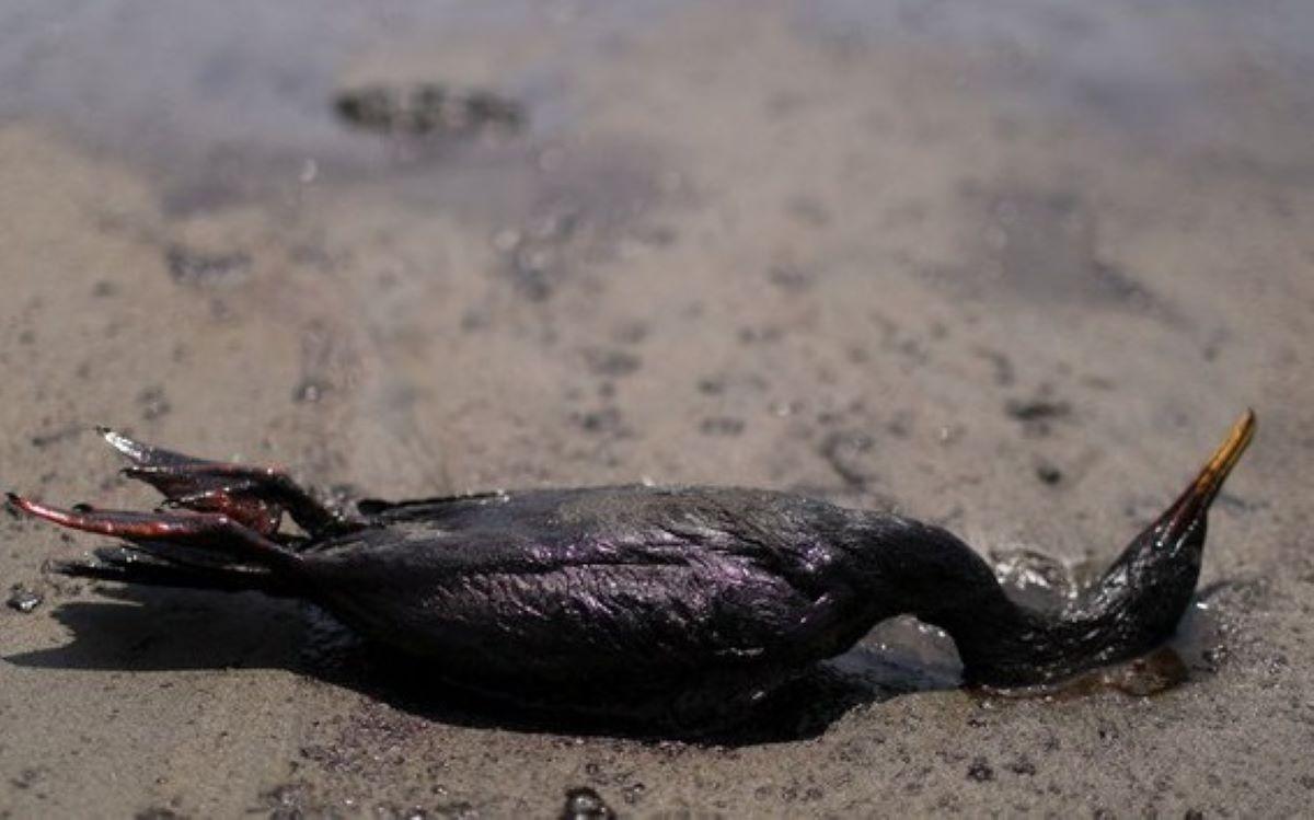 Tumpahan minyak yang disebabkan oleh Tonga menimbulkan ‘bencana ekologis’ —Peru GMA News Online