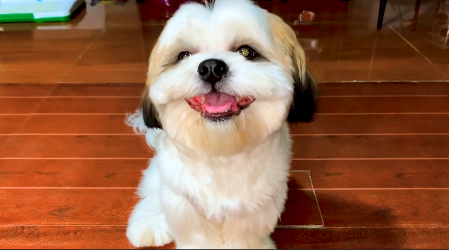 Bakit Nga Ba Patok Sa Mga Pinoy Ang Pag Aalaga Ng Shih Tzu Alamin ‘yan Sa Aha Gma News Online 6064