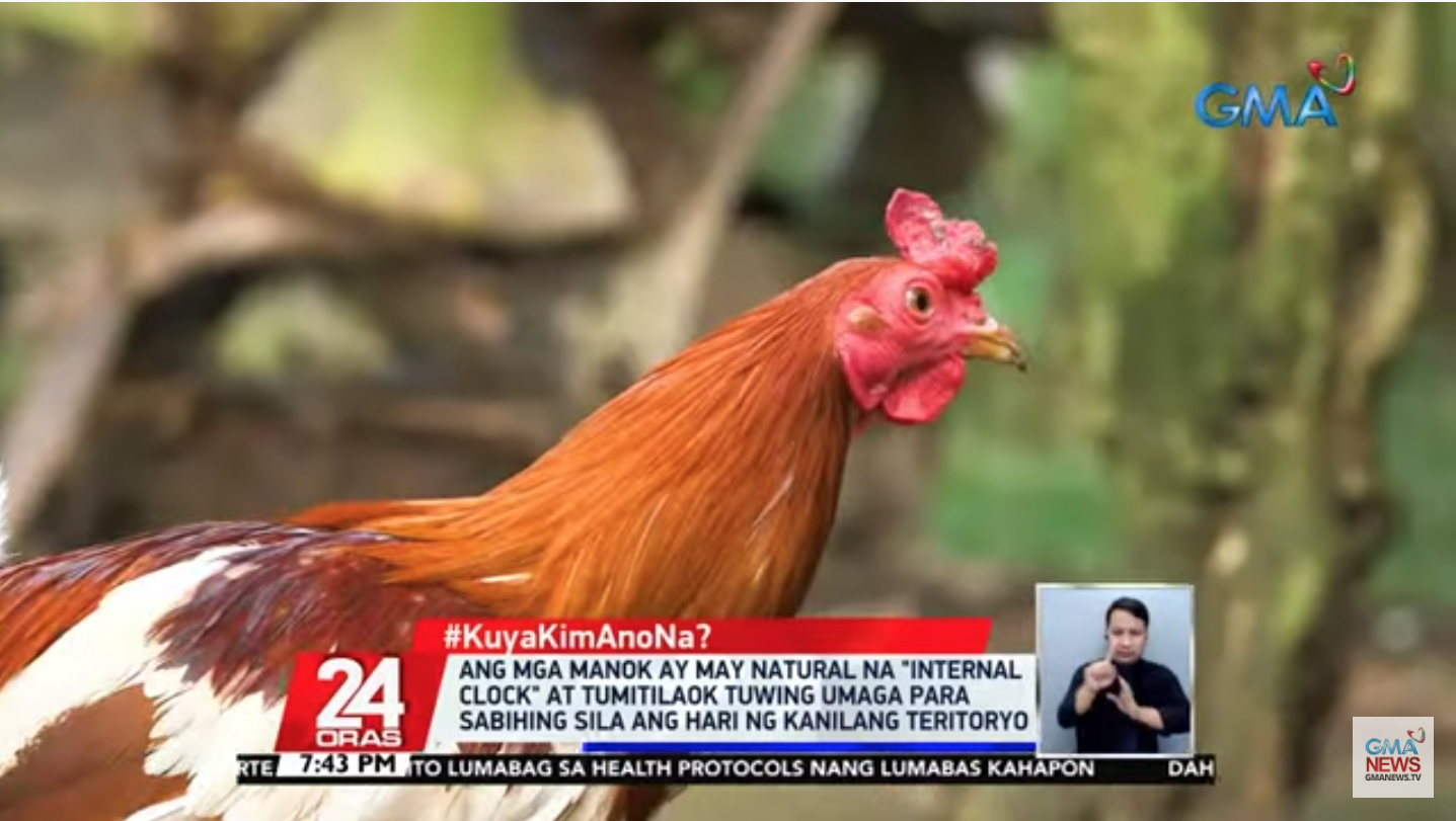 why-do-chickens-crow-in-the-morning-gma-news-online