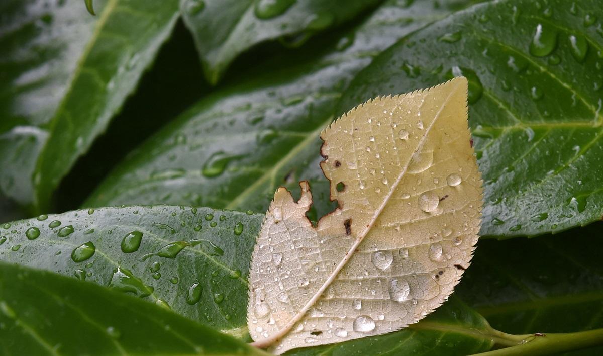 ITCZ to bring isolated rains over NCR, other parts of the country