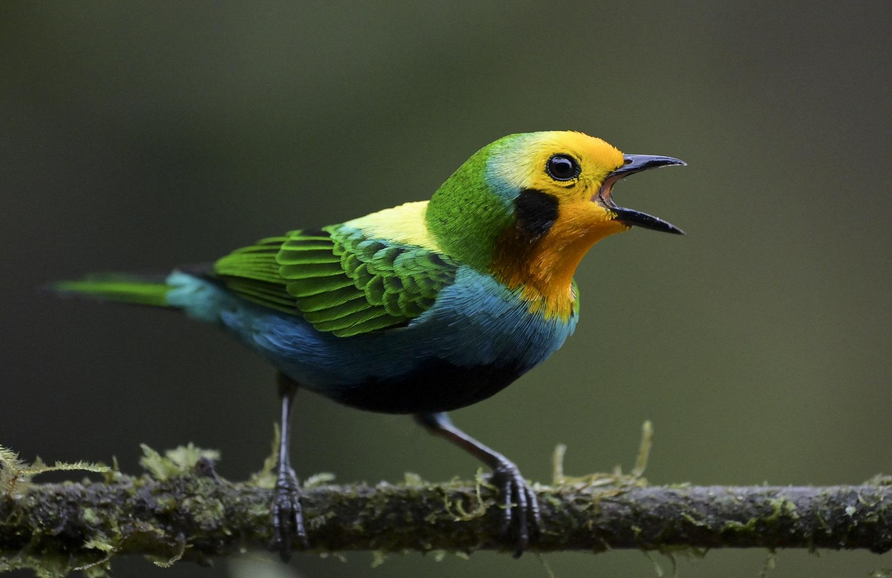 Birds are more colorful closer to the equator, study proves | GMA News ...