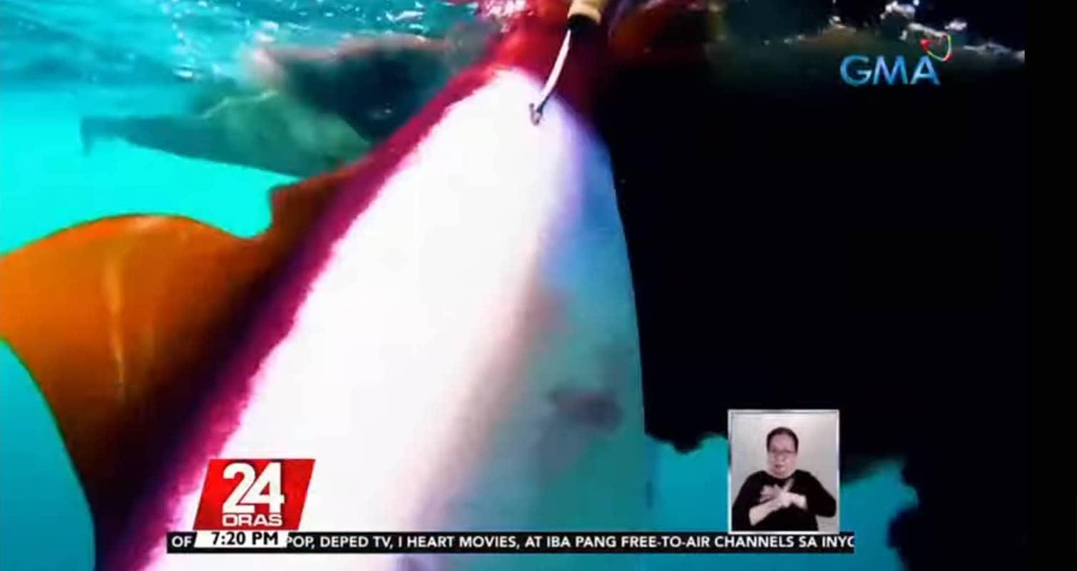 Why do squids release black ink? Kuya Kim explains GMA News Online