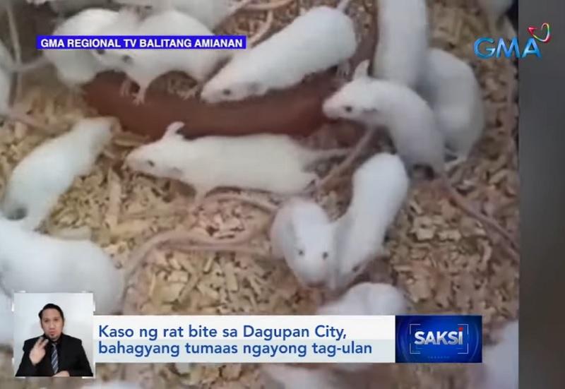 Kasus gigitan tikus meningkat di Kota Dagupan di tengah musim hujan GMA News Online