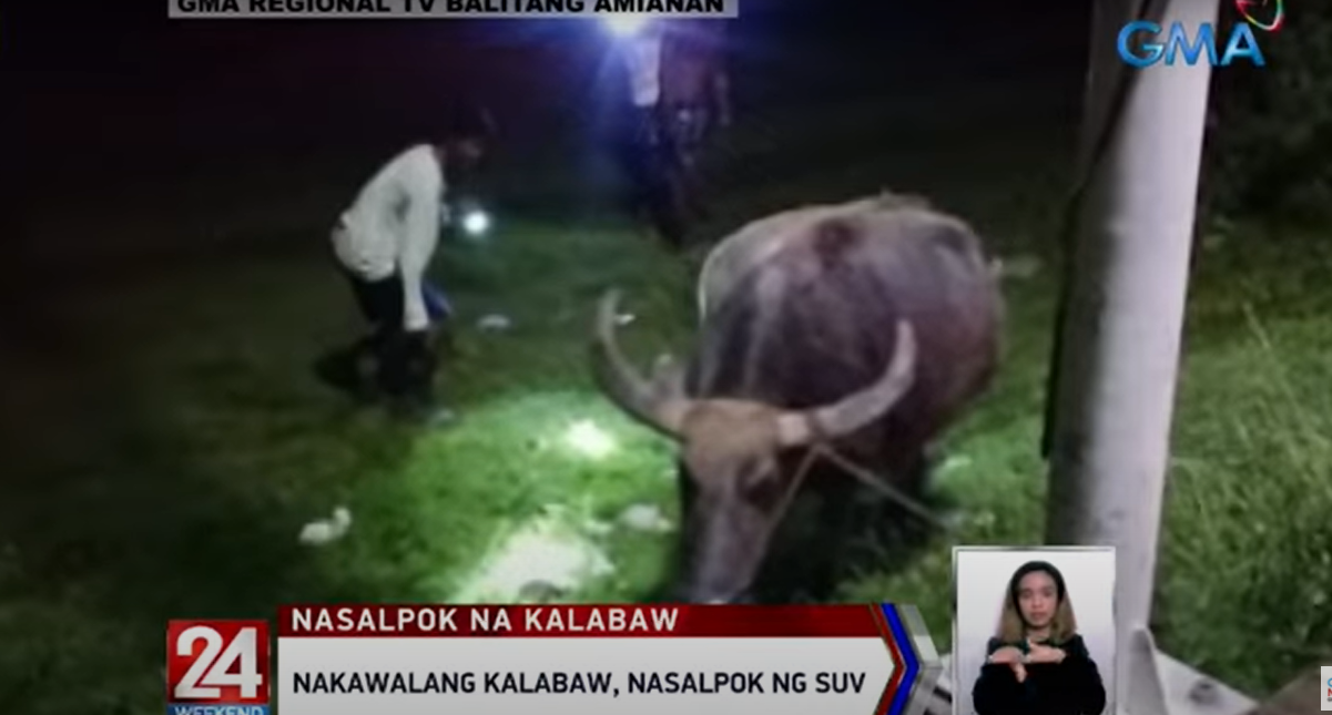 Kerbau hilang, ditabrak SUV di Ilocos Sur