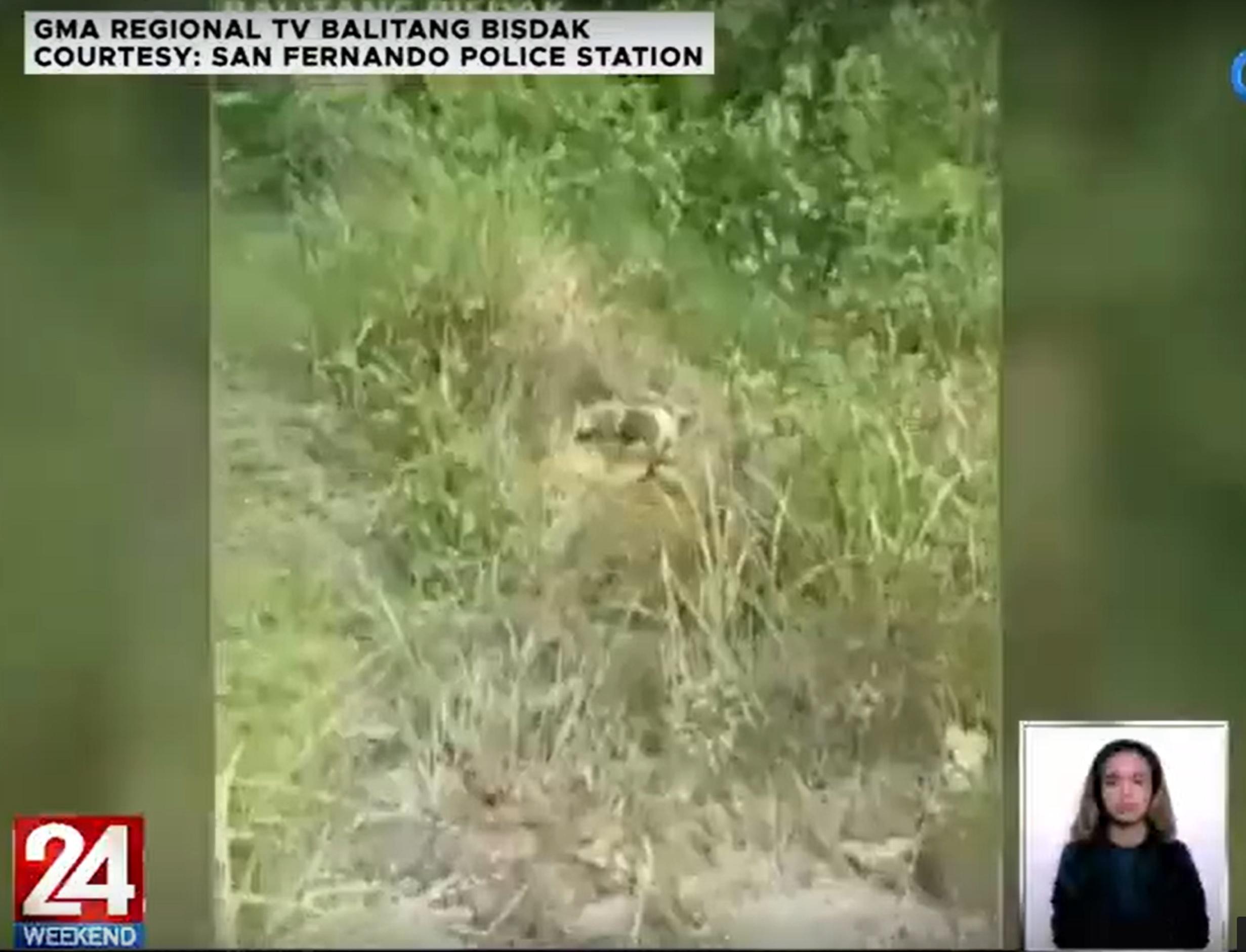 Tersangka ditangkap setelah senior Cebu ditemukan tewas diretas GMA News Online