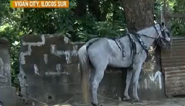 Kuda yang ditunggangi oleh beberapa pelayat, tersesat di Ilocos Sur