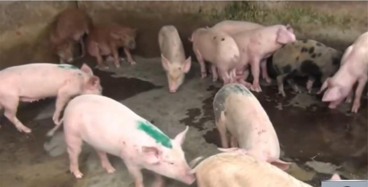 5 barangay di Zamboanga City ditempatkan di ‘zona merah’ karena demam babi Afrika GMA News Online