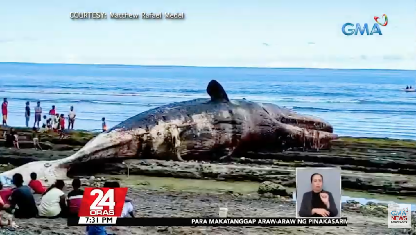 Do dead whales really explode? | GMA News Online