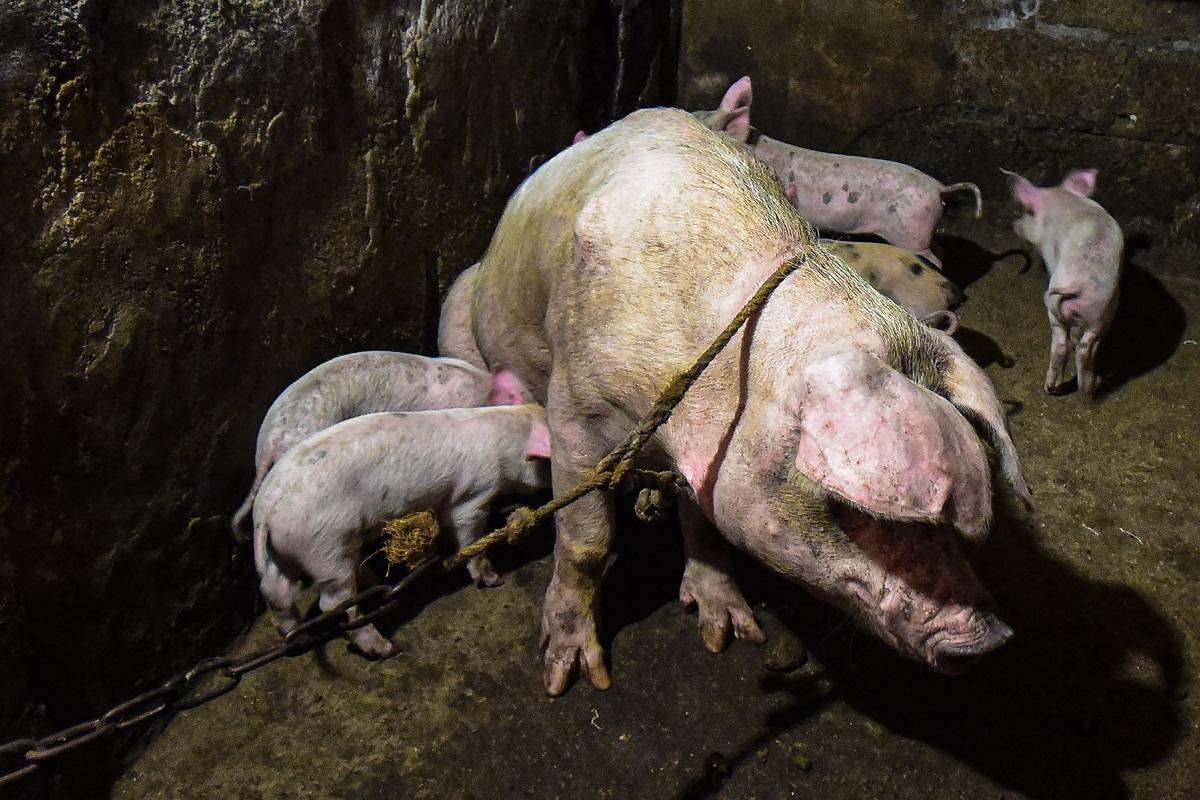 Polandia melaporkan wabah demam babi Afrika pada babi hutan, kata organisasi kesehatan hewan