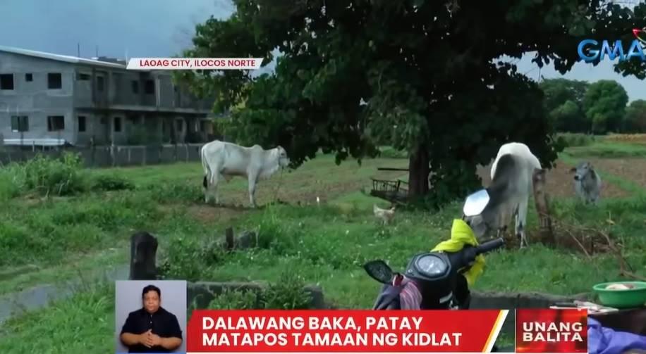 Dua sapi, mati di Laoag, Ilocos Norte saat tersambar petir