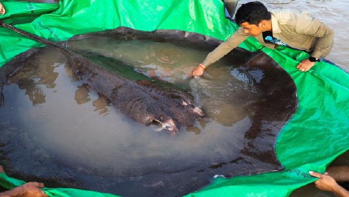 Ikan pari raksasa atau halaman, ditangkap di Sungai Mekong