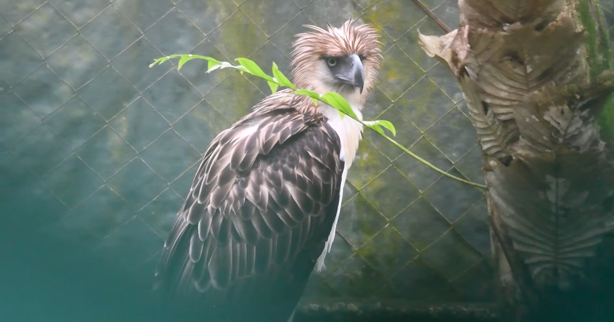 Low genetic diversity puts Philippine eagle at risk of disease, breeding issues - study