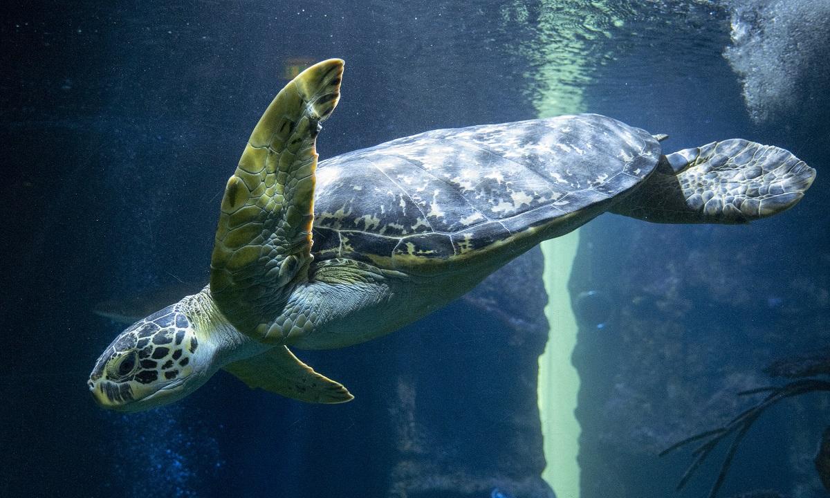 Dozens of sea turtles stabbed to death off Japan island | GMA News Online