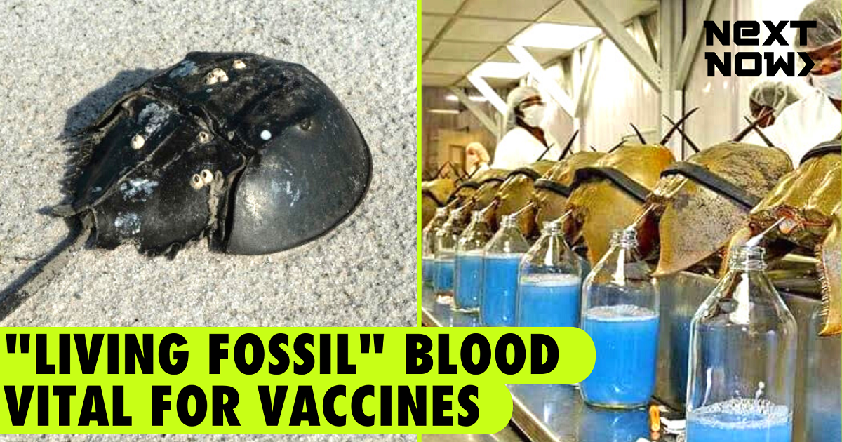 Blood of horseshoe crab used in vaccine development GMA News Online