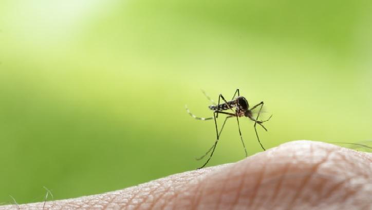 Dengue cases starting to rise amid rainy season — DOH