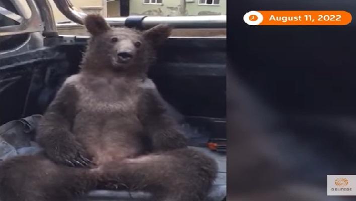 Batang oso, nakitang 'lutang' sa gubat matapos lantakan ang 'mad honey' sa Turkey