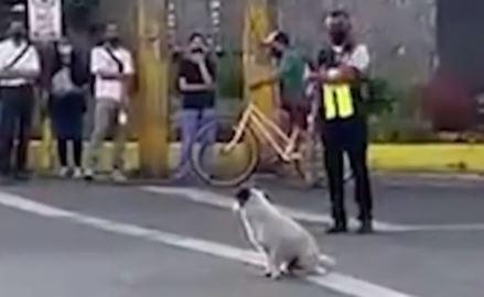 Anjing menjadi viral karena ‘menjaga’ lalu lintas di Kota Cebu GMA News Online