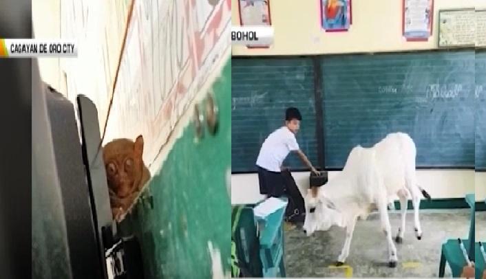 Tarsius dan sapi, kelas terpisah di Bohol dan CDO