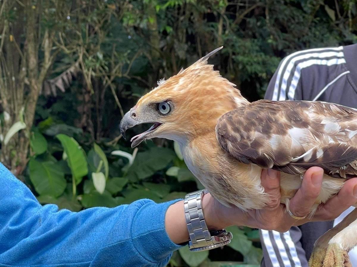 Changeable hawk-eagle, nasagip at pinakawalan sa Mt. Banahaw