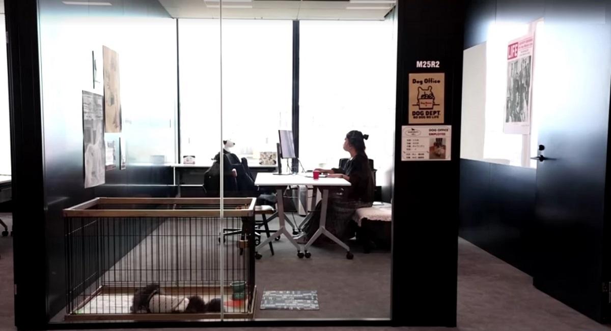 Mayumi Inoue works in her office as her dog naps in a pen nearby. Reuters video