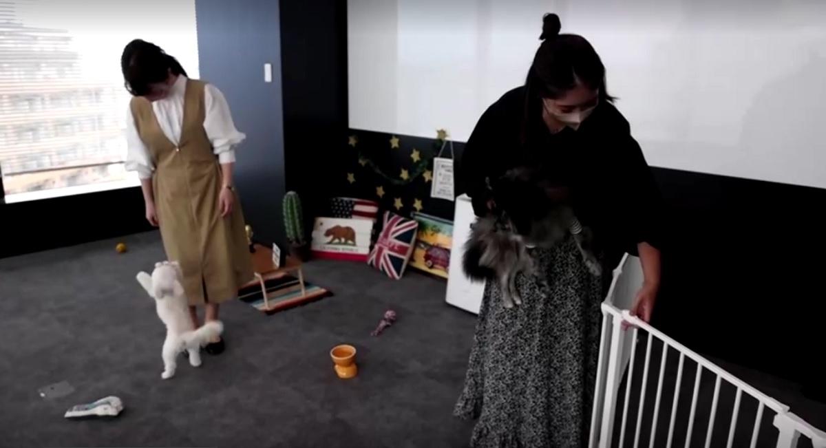 Yuka Hatagaki and Mayumi Inoue with their dogs in the office. Reuters video
