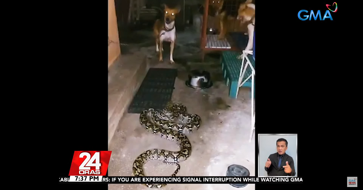 Why do snakes sometimes wander into houses? Kuya Kim explains GMA