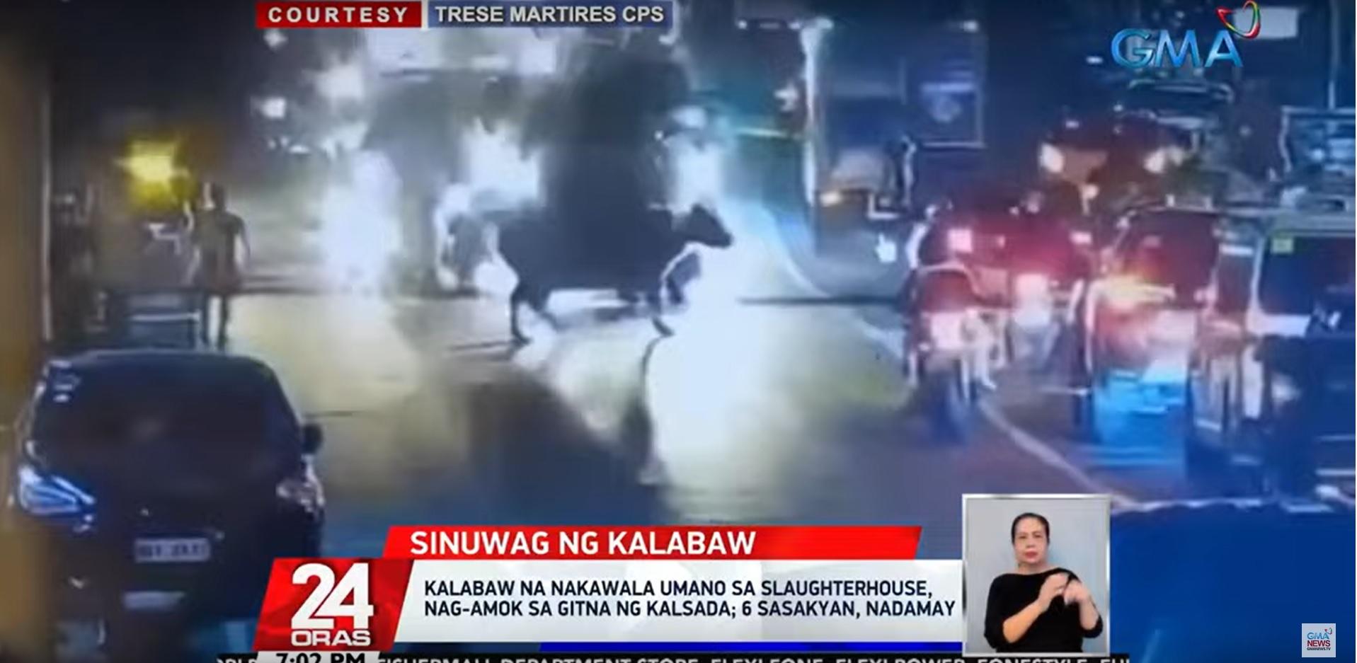 Carabao lolos dari rumah jagal Cavite, merusak mobil saat mengamuk GMA News Online