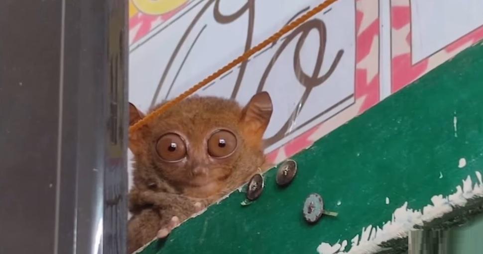 why-can-t-you-keep-tarsiers-as-pets-kuya-kim-answers-gma-news-online