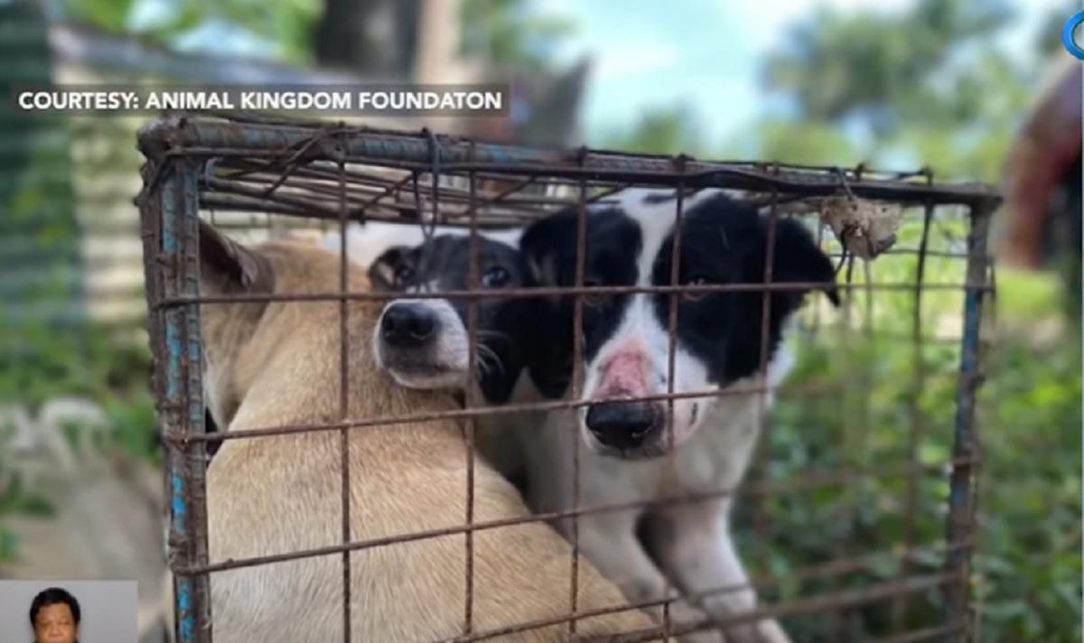 6 anjing yang hendak disembelih, diselamatkan di Bulacan
