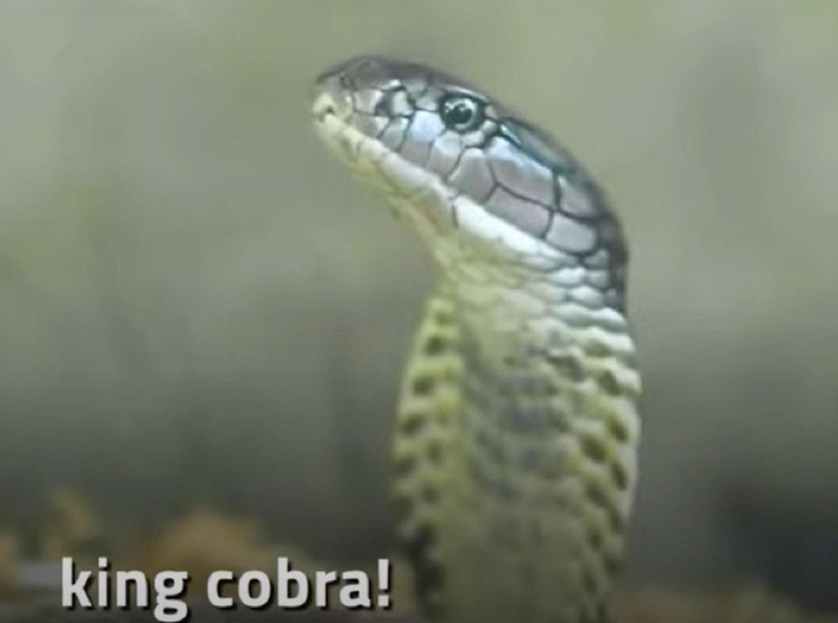 Nenek 60 tahun, meninggal setelah digigit ular king kobra di Cotabato